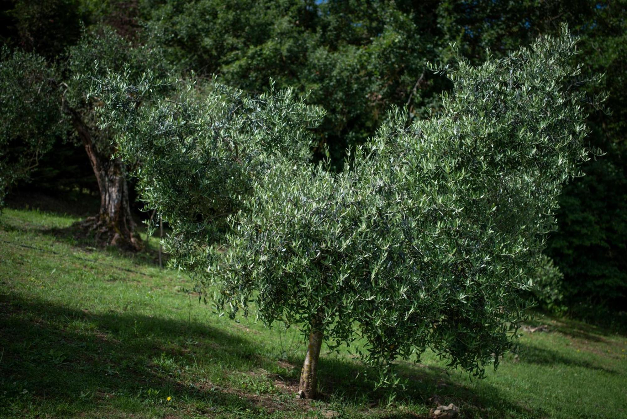 Poggio Paradiso Resort & Spa Montefollonico 外观 照片